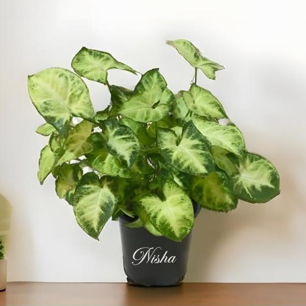 Black Customized Air Purifying Syngonium Albo Variegated Bonsai Indoor Live Plant for Room, Home, Office & Desk Decor | Velvet Leaf