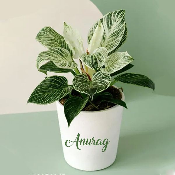 Customized Air Purifying Indoor Live Plants for Table, Kitchen | Rare Plant | Imported Plant | Small Size - Black Pot Included (Birkin Variegated)